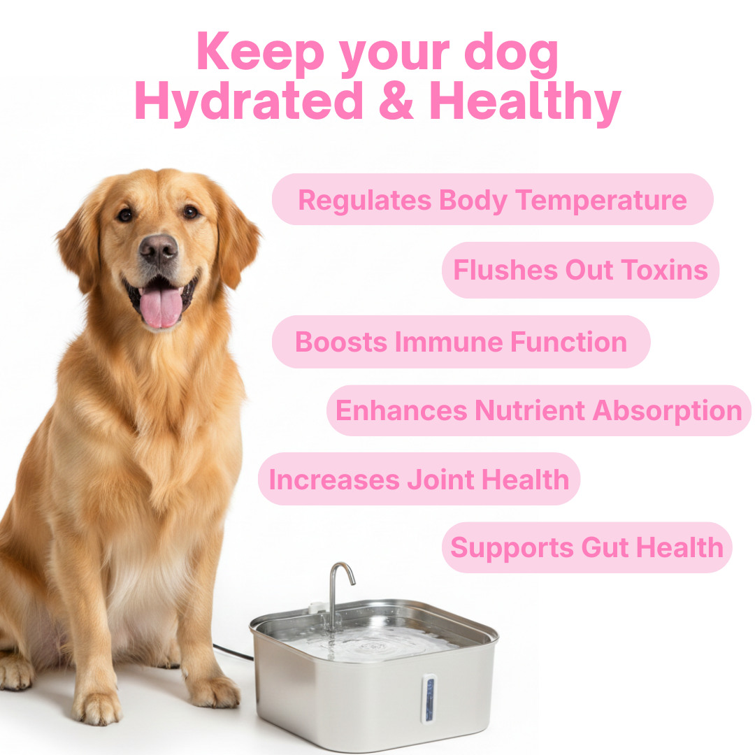 PUPWISE Water Fountain